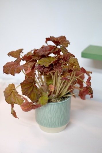 Begonia Rex Amber Love - Img 2