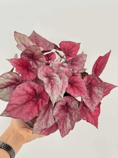 Begonia Rex Indian Summer - Img 5