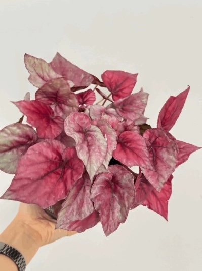 Begonia Rex Indian Summer - Img 5