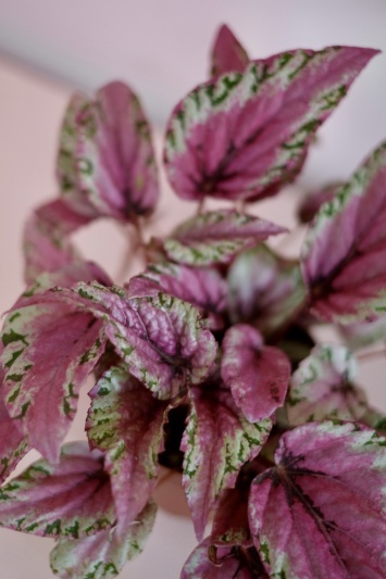 Begonia Rex Pink Summer - Img 3