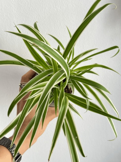 Chlorophytum - Img 1