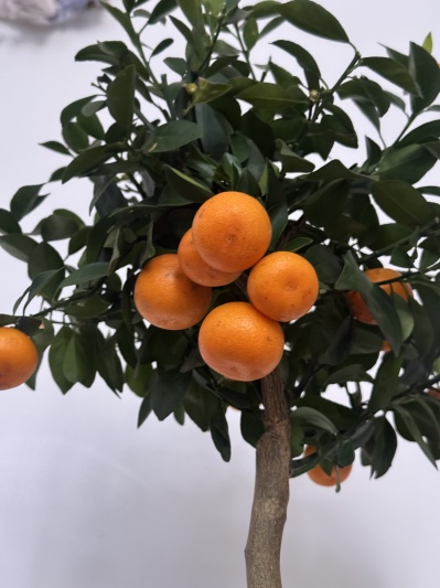 Citrus calamondin - Img 3