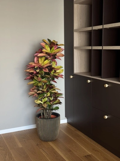 Codiaeum Mrs. Iceton