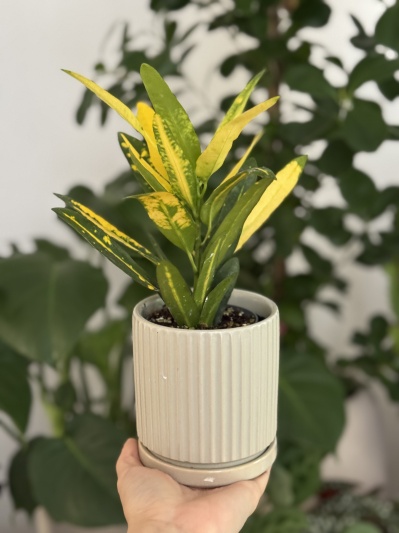 Codiaeum variegatum 'Sunny Star' - Img 2