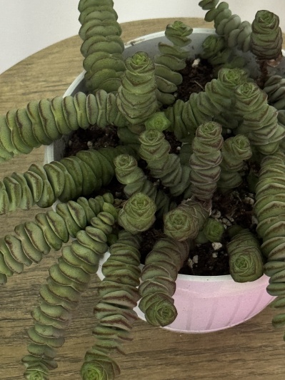 Crassula marnieriana - Img 3