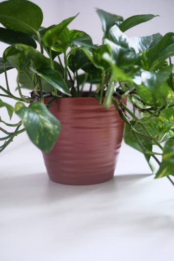 Devil's Ivy / Epipremnum Aureum - Img 6