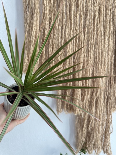 Dracaena Marginata Bicolor - Img 5