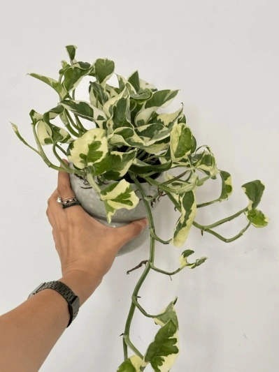 Epipremnum Aureum N'Joy - Img 4