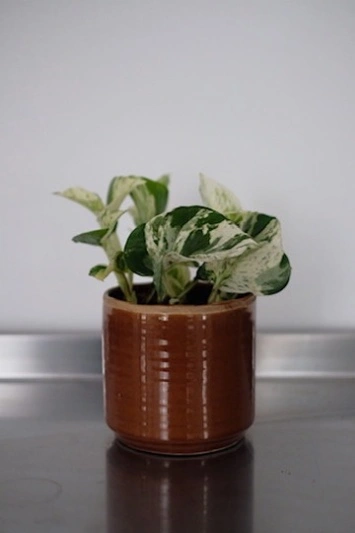 Epipremnum Happy Leaf (Pothos Manjula) - Img 6