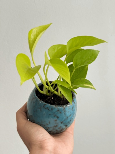 Epipremnum Neon (baby plant) - Img 2