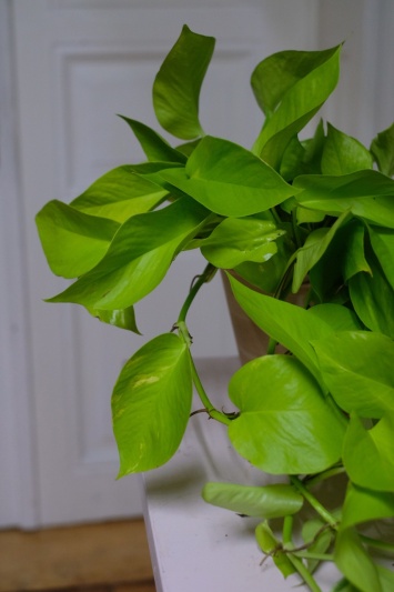 Epipremnum Neon (L) - Img 5