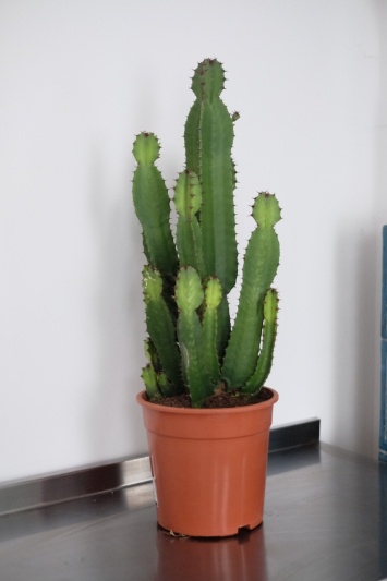 Euphorbia Sieboldiana Erytrea - Img 2