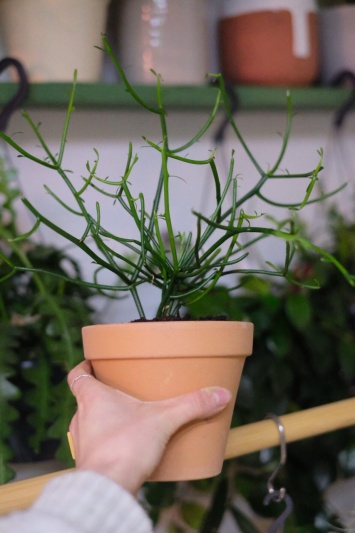 Euphorbia Tirucalli - Img 3
