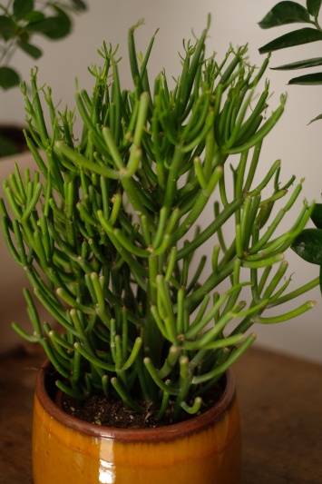 Euphorbia Tirucalli - Img 2