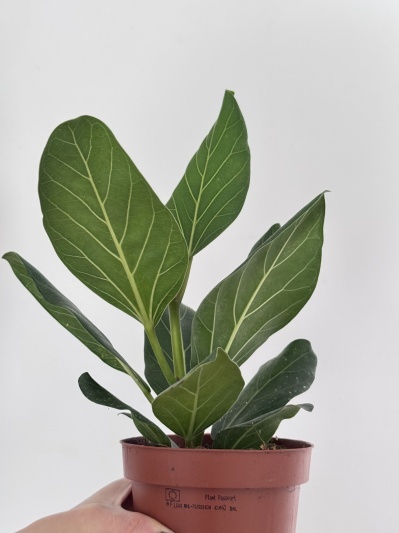 Ficus benghalensis Audrey - Img 6