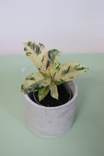 Ficus elastica Shivereana (baby) - Img 5