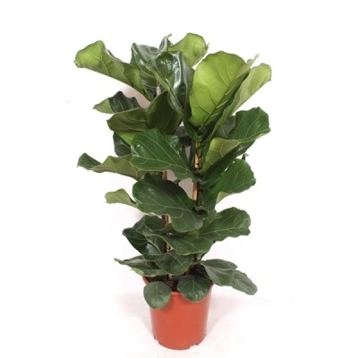 Ficus lyrata