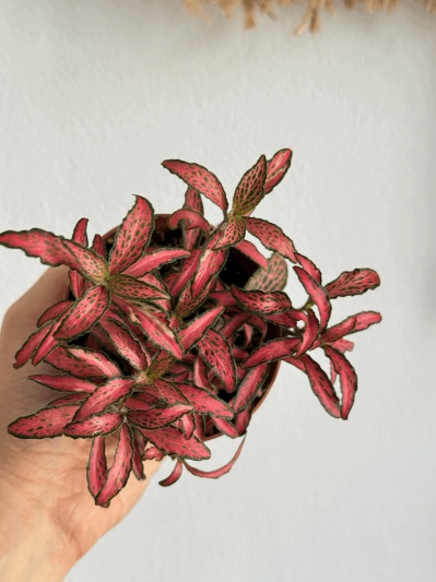 Fittonia Pink Forest Flame - Img 3