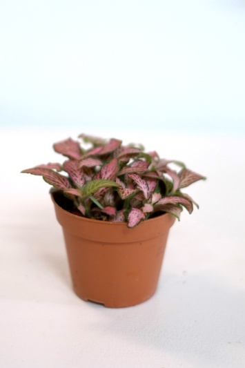Fittonia Pink Tiger - Img 5