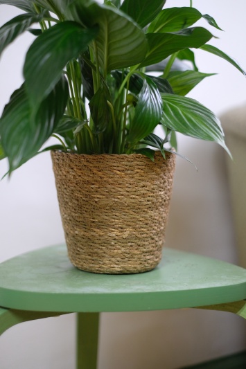 Ghiveci Basket