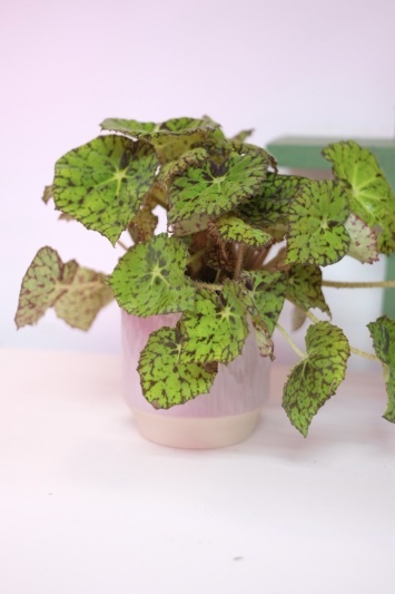 Ghiveci Orchid Blush - Img 2