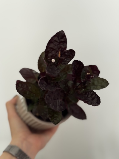 Hemigraphis alternata - Img 2