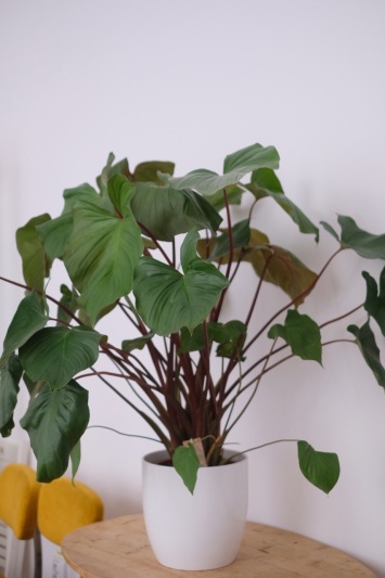Homalomena Maggy - Img 3