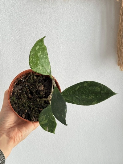 Hoya aff. vitellina