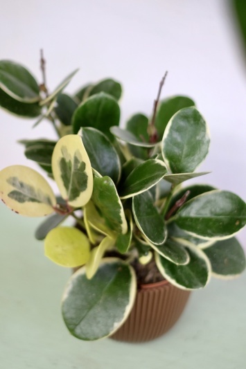 Hoya Australis Blondie