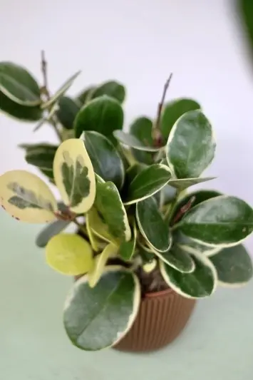 Hoya Australis Blondie