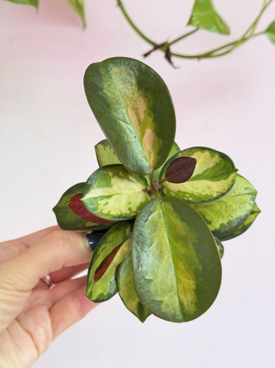 Hoya Australis Lisa (baby) - Img 3