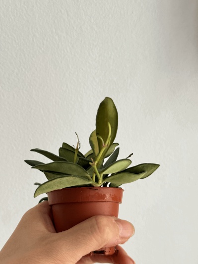 Hoya burtoniae variegata - Img 4