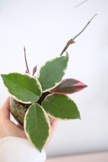 Hoya Carnosa Tricolor (babyplant) - Img 6