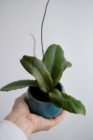Hoya erythrina