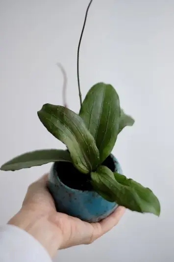 Hoya erythrina