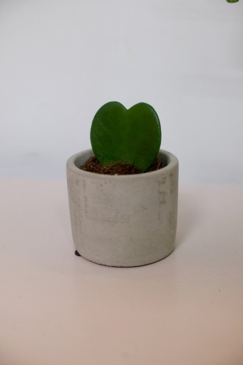 Hoya Kerrii - Img 3