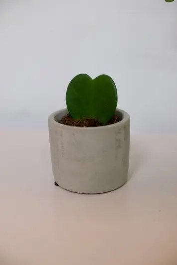 Hoya Kerrii - Img 3