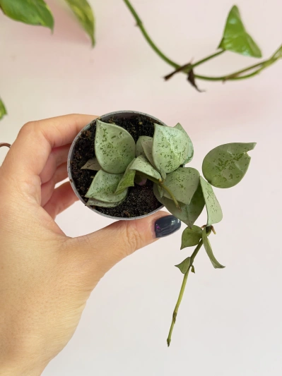 Hoya lacunosa Mint - Img 2