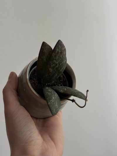 Hoya Sigillatis (round form mini) - Img 4