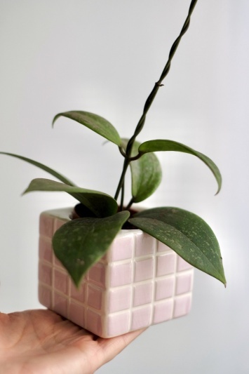 Hoya wibergiae - Img 2