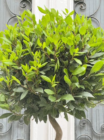 Laurus Nobilis - Img 3