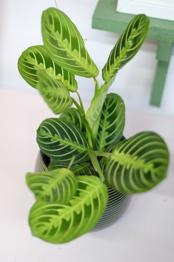 Maranta Lemon Lime - Img 3