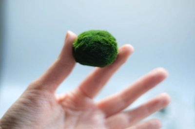Marimo Moss Ball - Img 2