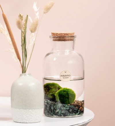 Marimo Moss Ball - Img 1