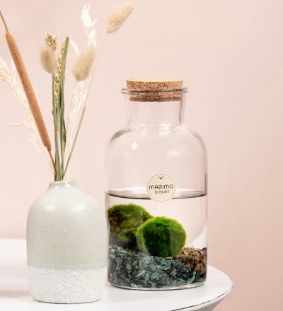 Marimo Moss Ball