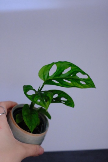 Monstera Adansonii mini - Img 2