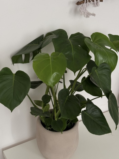 Monstera Deliciosa - Img 3