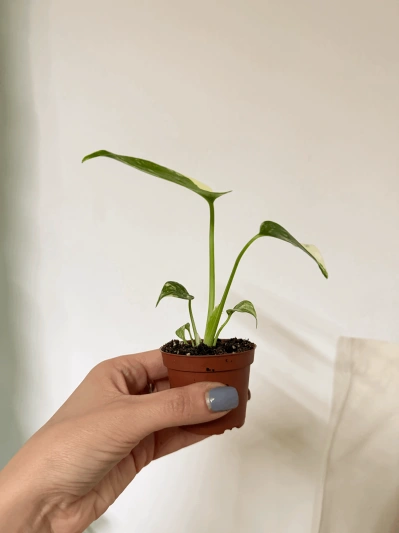 Monstera Thai Constellation (babyplant) - Img 4