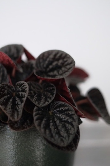 Peperomia Chocolat - Img 4