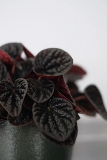 Peperomia Chocolat - Img 4